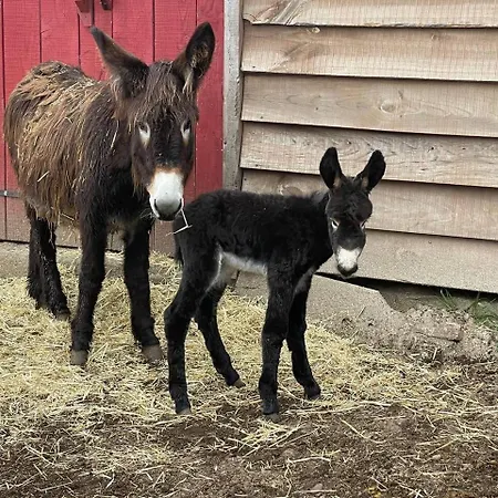 Mountain Eco Shelter 4 Luksustelt