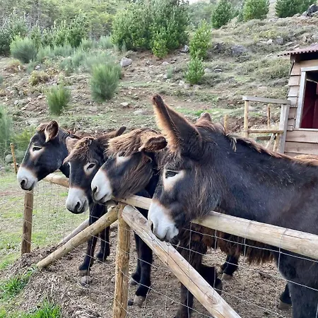 Luksustelt Mountain Eco Shelter 4