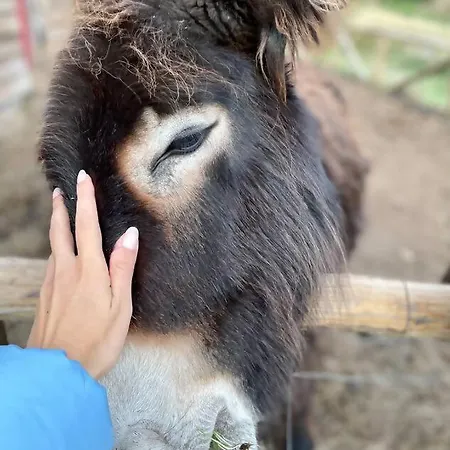 Mountain Eco Shelter 4