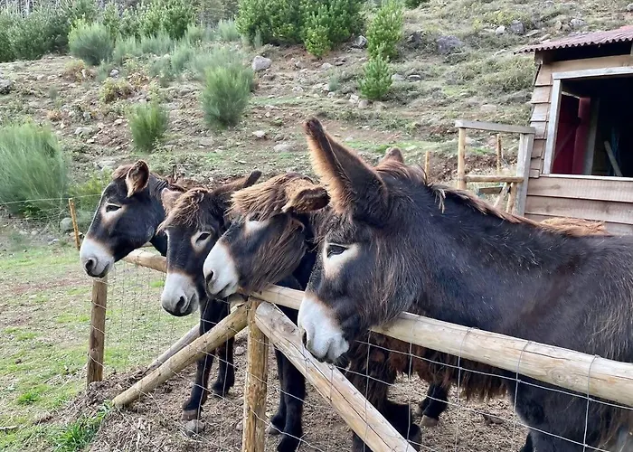 אוהל מפואר Mountain Eco Shelter 4