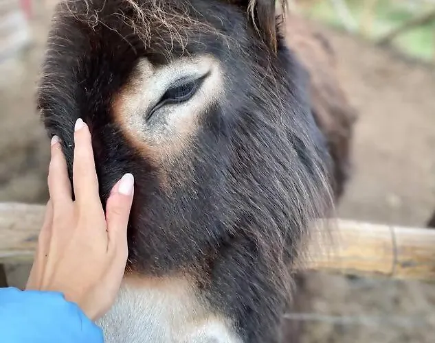 Mountain Eco Shelter 4
