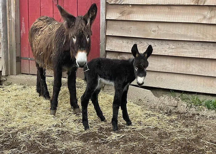 Mountain Eco Shelter 4 Luxussátor